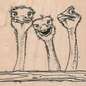 Ostrich Trio 4 x 3-0