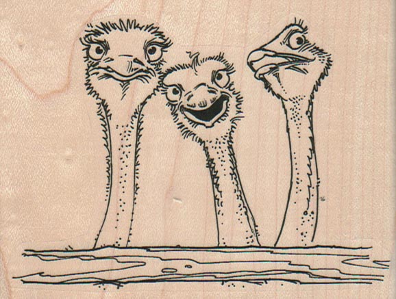 Ostrich Trio 4 x 3