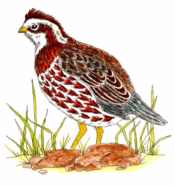 BobWhite Quail 2 1/4 x 2-25596