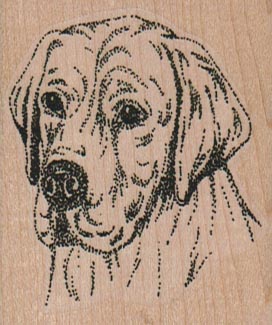 Labrador Retriever 2 x 2 1/4