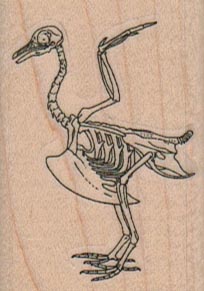 Bird Skeleton 1 1/2 x 2