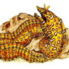 Moray Eel 1 1/2 x 2 1/4-26207