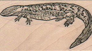 Lizard 1 1/4 x 2 1/4-0