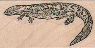 Lizard 1 1/4 x 2 1/4