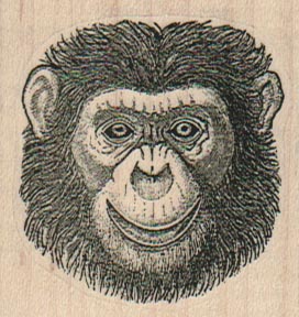 Chimp Face 2 x 2