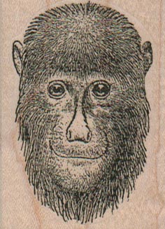 Chimp With Long Beard 1 3/4 x 2 1/4