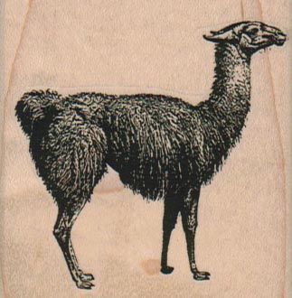 Llama 2 1/4 x 2 1/4