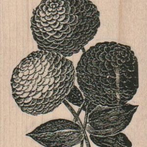 Zinnias 2 1/4 x 2 1/2-0