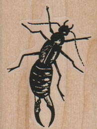 Earwig 1 1/2 x 1 3/4