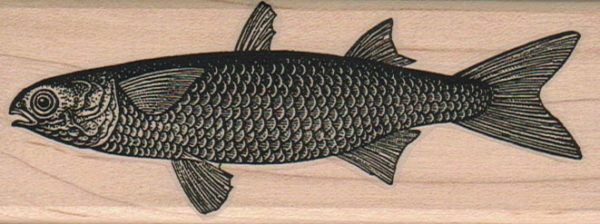 Mullet Fish 1 3/4 x 4 1/2-0