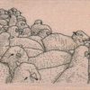 FlockASheep 2 x 4 1/4-0
