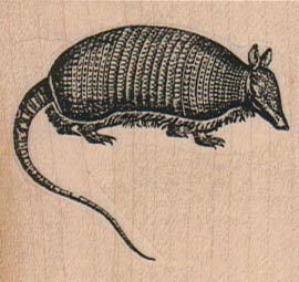 Armadillo (Nine-Banded) 2 x 1 3/4