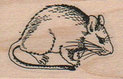 Wood Rat 1 1/4 x 1 3/4