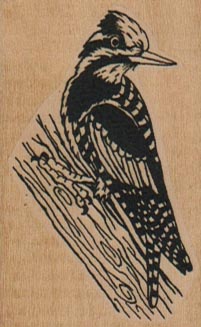 Yellow-Bellied Sapsucker 1 1/2 x 2 1/4