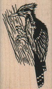 Pilated Woodpecker 1 14 x 2