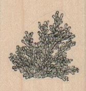 Sagebrush Small 1 1/4 x 1 1/4
