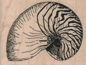 Nautilus Shell 2 x 1 1/2