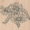 Shasta Daisies 2 1/2 x 2-0