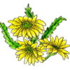 Shasta Daisies 2 1/2 x 2-30888