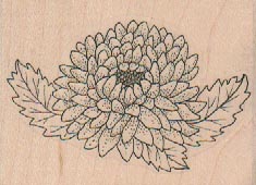 Chrysanthemum 2 1/2 x 1 3/4