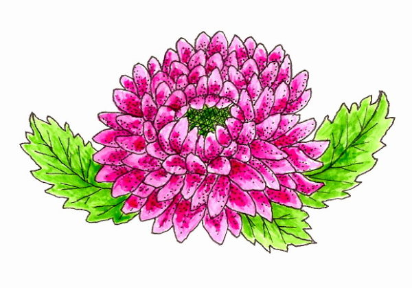 Chrysanthemum 2 1/2 x 1 3/4-30887