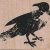 Faded Crow or Raven 2 3/4 x 2 1/4-0