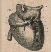 Heart Diagram 1 3/4 x 1 3/4