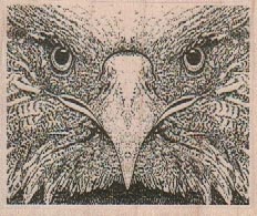 Hawk Closeup 2 1/2 x 2