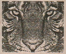 Tiger Closeup 2 1/2 x 2