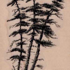 Straggly Pine Trees 2 1/2 x 4 1/2-0