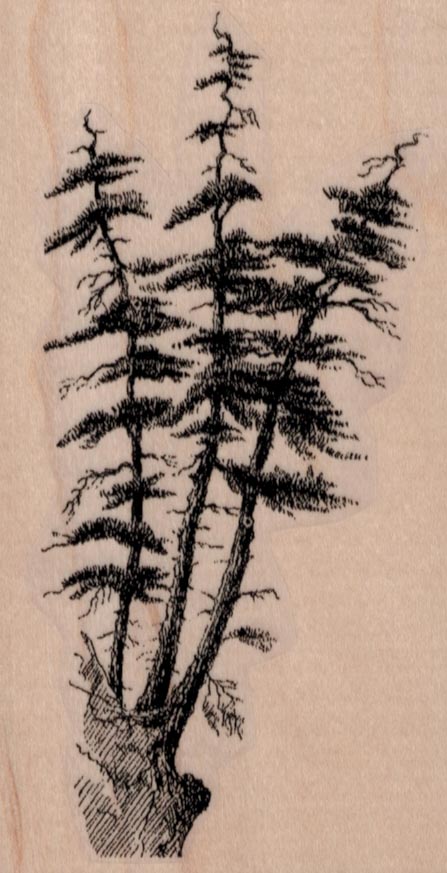 Straggly Pine Trees 2 1/2 x 4 1/2