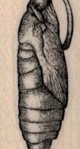 Cocoon/ Chrysalis 1 x 2-0