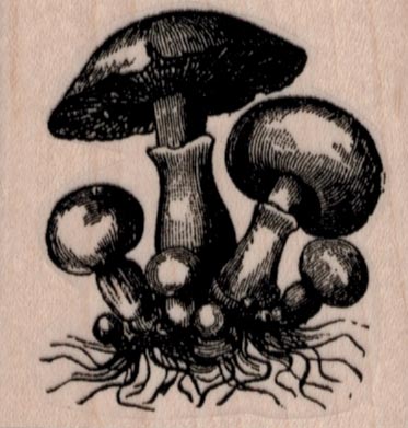 Wild Mushrooms 2 x 2