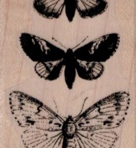 Butterfly Specimens 1 1/2 x 4 1/2-0