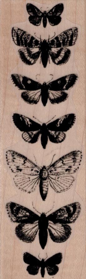 Butterfly Specimens 1 1/2 x 4 1/2