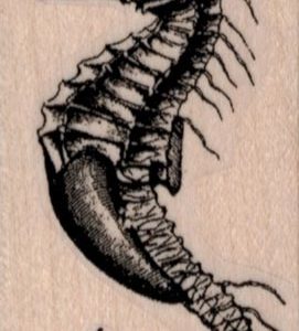 Seahorse 1 1/2 x 3-0