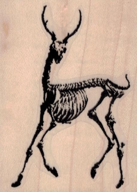 Antelope Skeleton 2 1/2 x 3 1/4