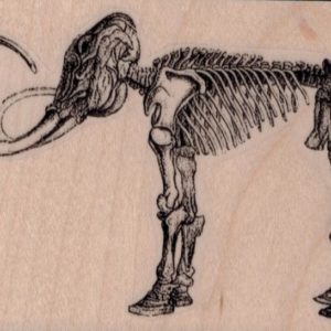 Woolly Mammoth Skeleton 4 x 2 3/4-0