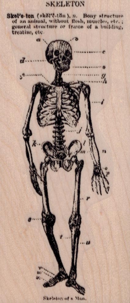Skeleton Diagram 2 1/4 x 5