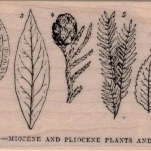 Miocene, Pliocene Plants/Insects 2 x 4 1/2-0