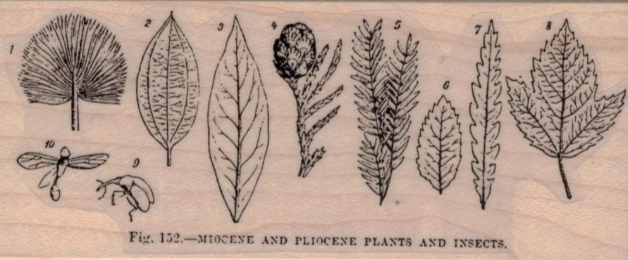 Miocene, Pliocene Plants/Insects 2 x 4 1/2