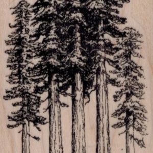 Redwood Trees 2 1/4 x 3 1/2-0