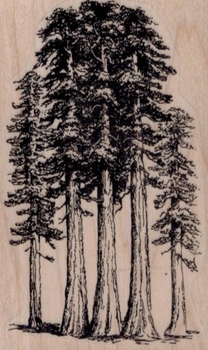 Redwood Trees 2 1/4 x 3 1/2