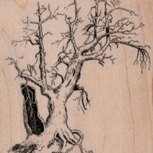 Old Tree 3 1/2 x 4-0