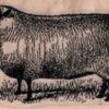 Sheep by Cat Kerr 1 1/2 x 2 1/4-0