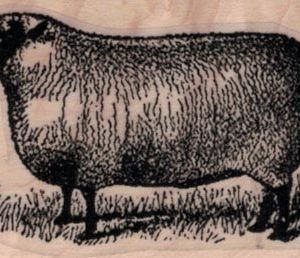 Sheep by Cat Kerr 1 1/2 x 2 1/4-0