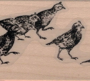 Family of Quails 1 1/2 x 4-0