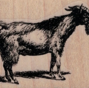 Goat Standing 2 x 1 1/2-0