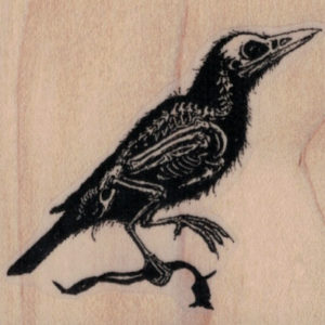 Raven Specimen 2 1/4 x 2-0