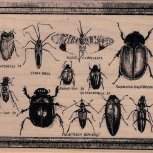 Bug Specimens 3 3/4 x 4 3/4-0